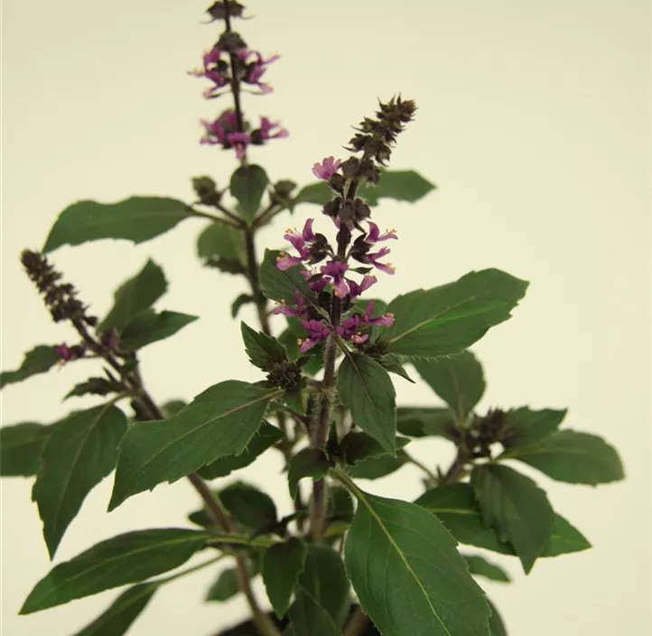 Zimt-Basilikum Zimt-Basilikum