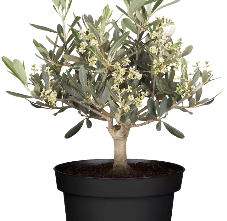 Olivenbaum alter Stamm Olivenbaum alter Stamm