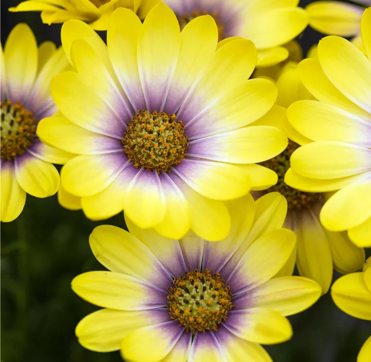 Kapkörbchen 'Blue Eyed Beauty'