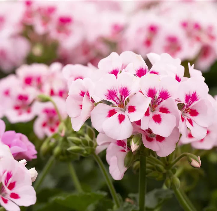 Pelargonie 'Sarita® White Splash' Pelargonie 'Sarita® White Splash'