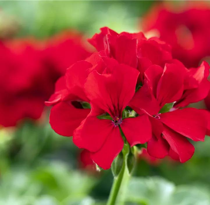 Pelargonie 'Marcada® Dark Red' Pelargonie 'Marcada® Dark Red'