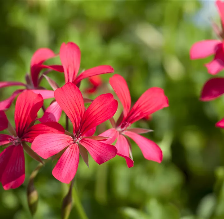 Hängepelargonie Villetta®  Hängepelargonie Villetta®