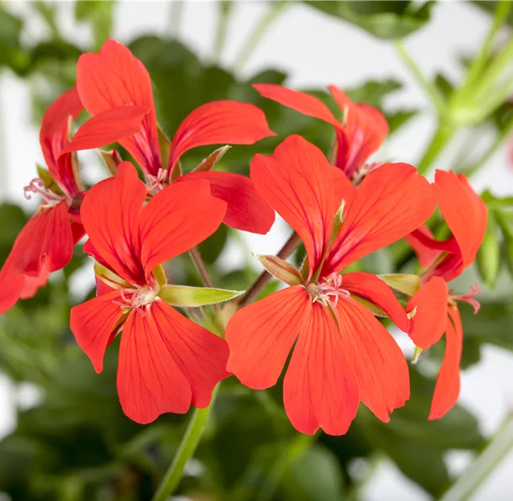 Hängepelargonie Villetta®  Hängepelargonie Villetta®