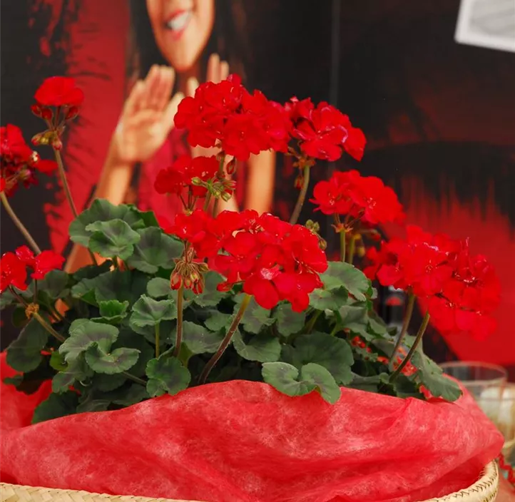 Zonal-Pelargonie 'Moonlight® Tumbao®' Zonal-Pelargonie 'Moonlight® Tumbao®'