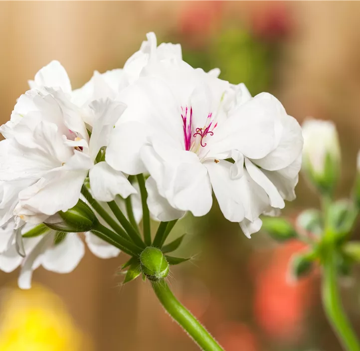 Zonal-Pelargonie 'Starry White' Zonal-Pelargonie 'Starry White'