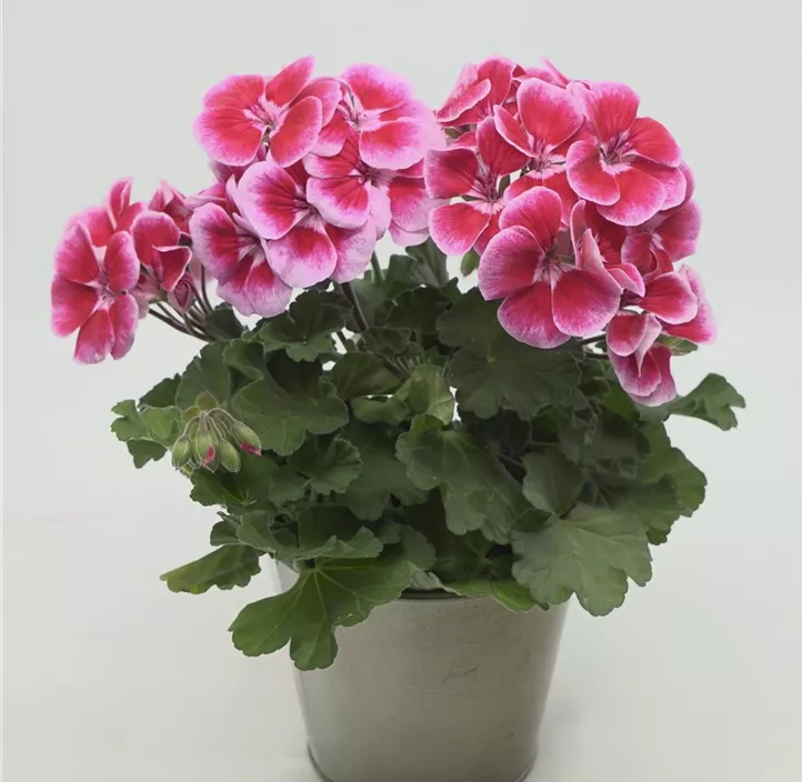 Zonal-Pelargonie Zonal-Pelargonie