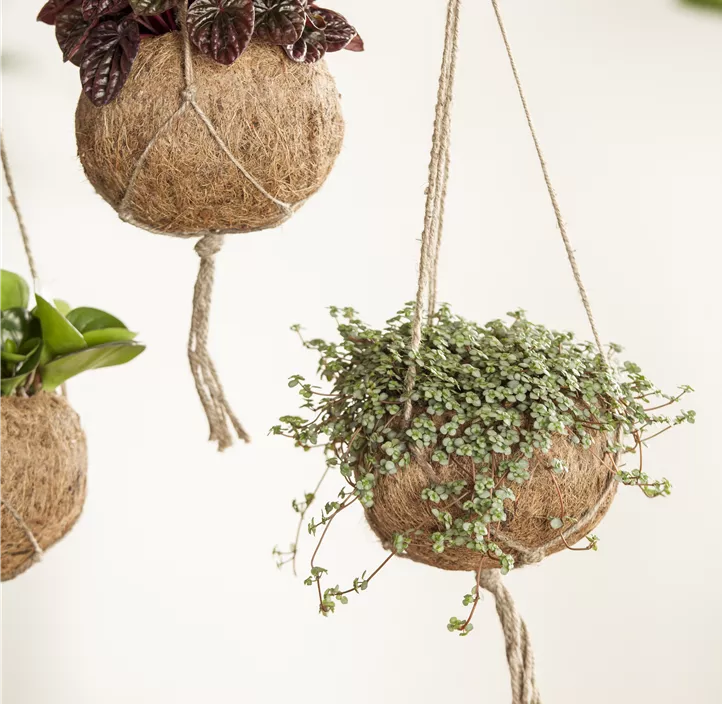 Zwergpfeffer Montevideo Zwergpfeffer Montevideo