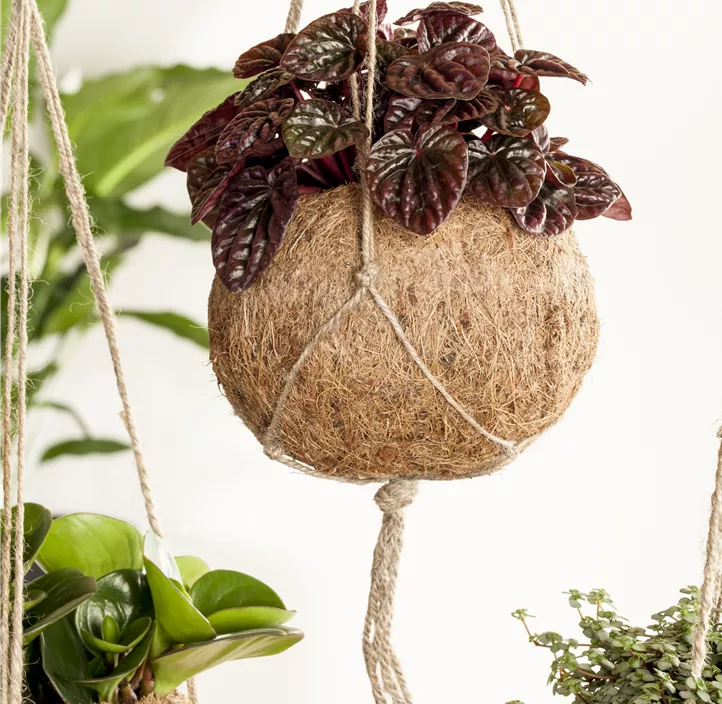 Zwergpfeffer Montevideo Zwergpfeffer Montevideo