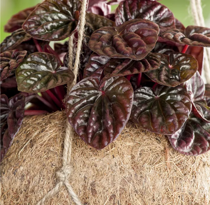 Zwergpfeffer Montevideo Zwergpfeffer Montevideo