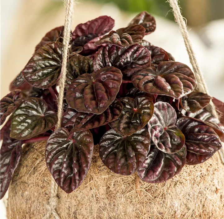 Zwergpfeffer Montevideo Zwergpfeffer Montevideo