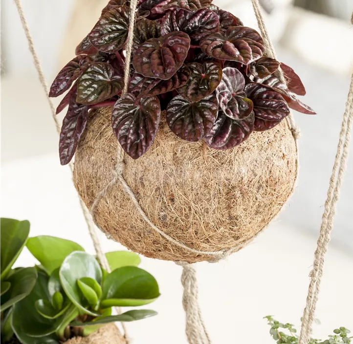 Zwergpfeffer Montevideo Zwergpfeffer Montevideo