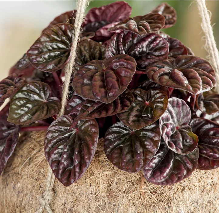 Zwergpfeffer Montevideo Zwergpfeffer Montevideo