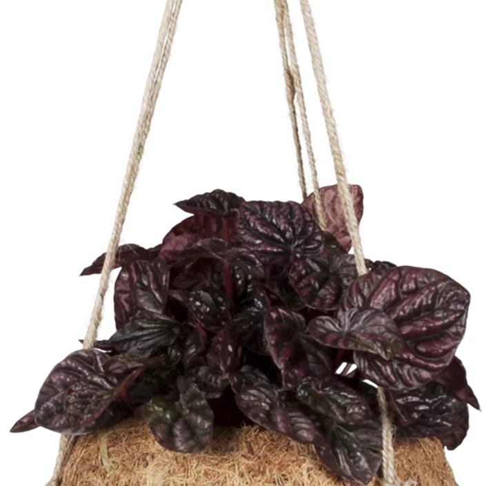 Zwergpfeffer Montevideo Zwergpfeffer Montevideo