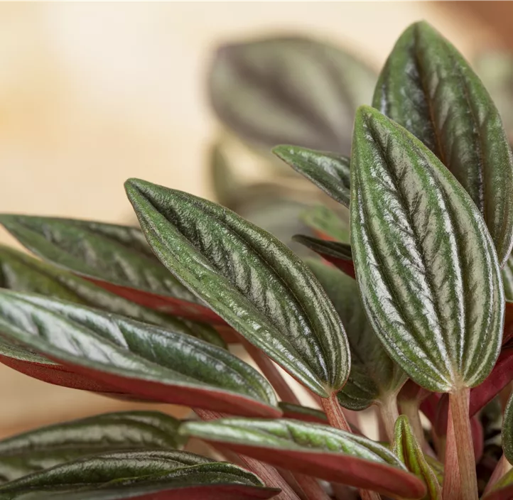 Zwergpfeffer Montevideo Zwergpfeffer Montevideo