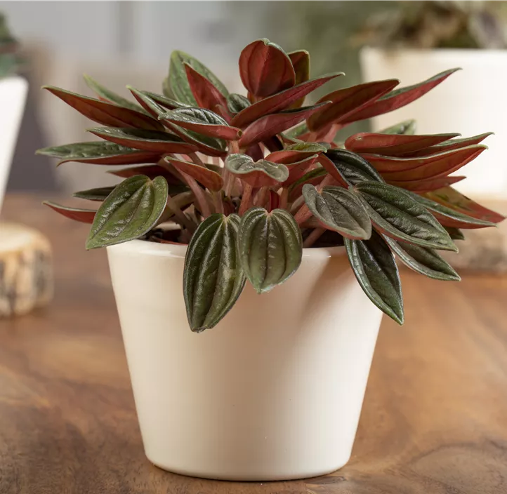 Zwergpfeffer Montevideo Zwergpfeffer Montevideo