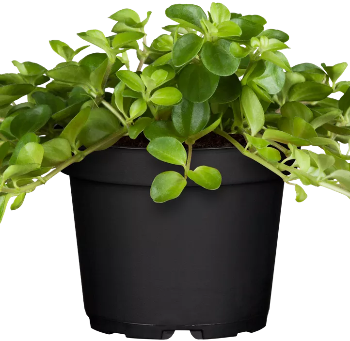 Zwergpfeffer 'Pepperspot'