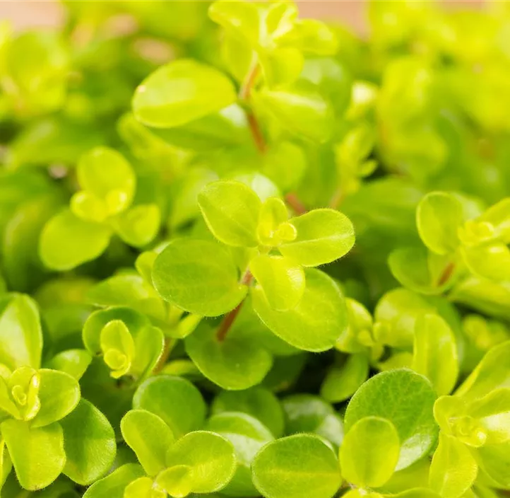 Zwergpfeffer Zwergpfeffer