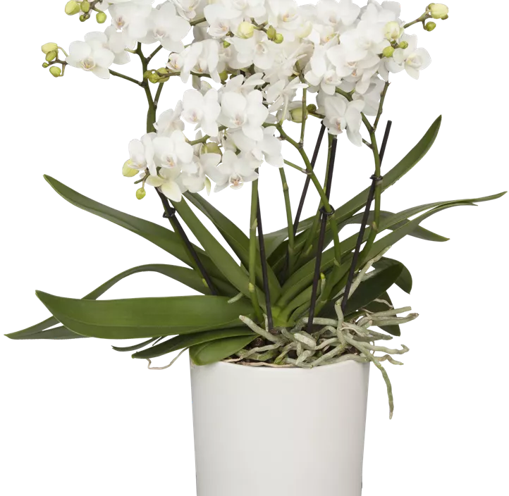 Kleinblumige Schmetterlingsorchidee 'Bellissimo' Kleinblumige Schmetterlingsorchidee 'Bellissimo'