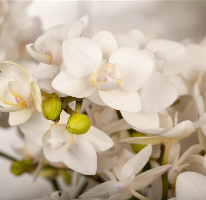 Kleinblumige Schmetterlingsorchidee 'Bellissimo' Kleinblumige Schmetterlingsorchidee 'Bellissimo'