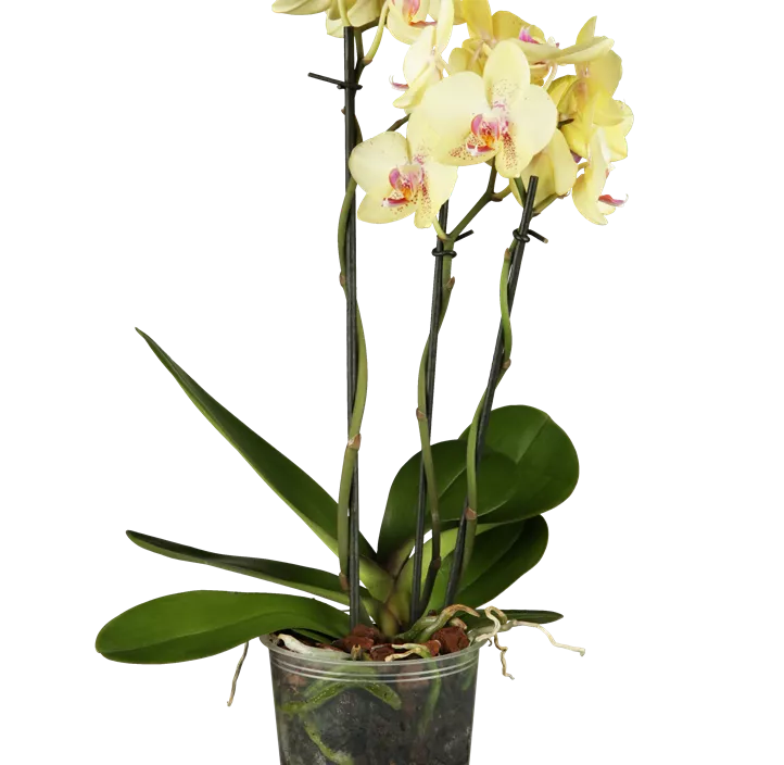 Schmetterlingsorchidee, gelb Schmetterlingsorchidee, gelb