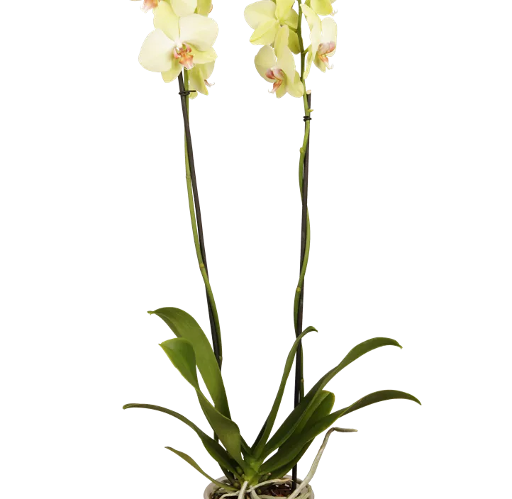 Schmetterlingsorchidee, gelb Schmetterlingsorchidee, gelb