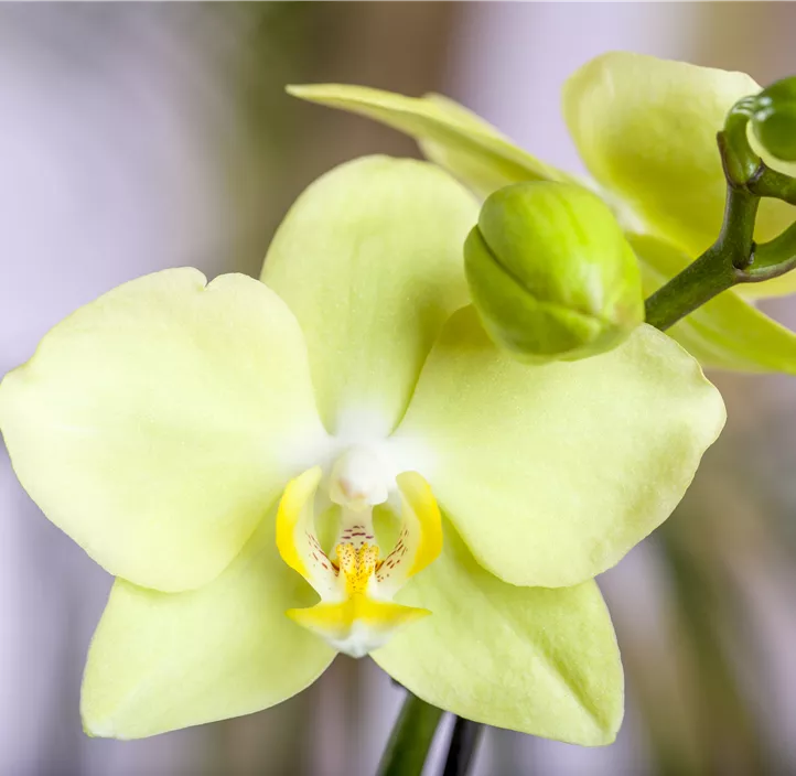 Schmetterlingsorchidee, gelb Schmetterlingsorchidee, gelb