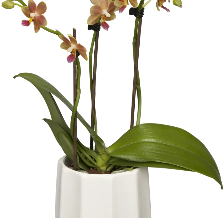 Schmetterlingsorchidee 'Kolibri'