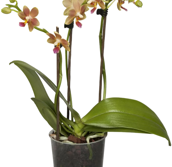 Schmetterlingsorchidee 'Kolibri'