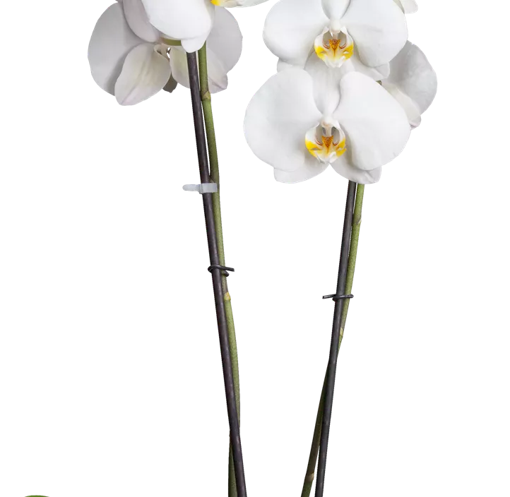 Schmetterlingsorchidee Schmetterlingsorchidee