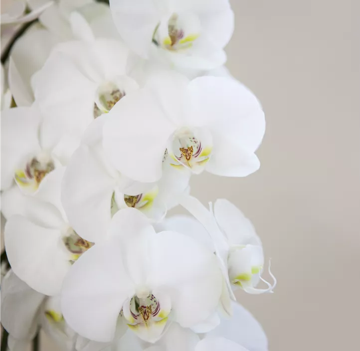 Schmetterlingsorchidee Schmetterlingsorchidee