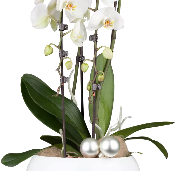 Schmetterlingsorchidee Schmetterlingsorchidee