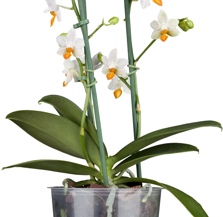 Schmetterlingsorchidee Schmetterlingsorchidee