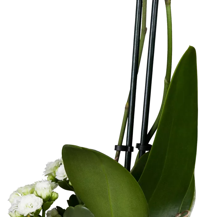 Schmetterlingsorchidee Schmetterlingsorchidee