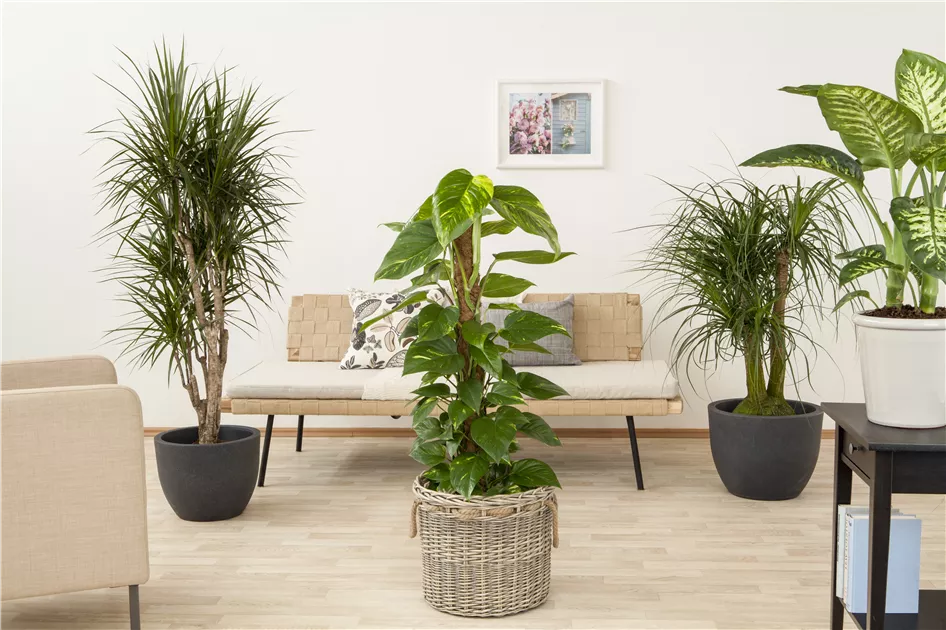 Philodendron scandens Sule, Baumfreund scandens - Bellaflora