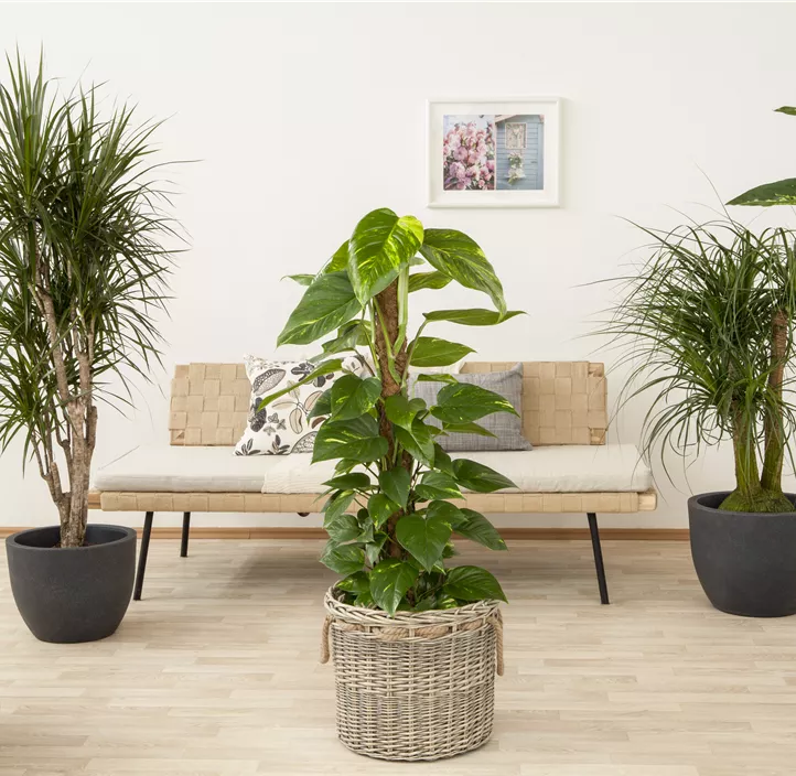 Philodendron Philodendron