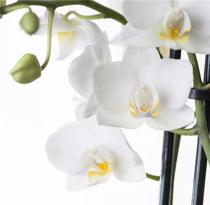 Schmetterlingsorchidee Schmetterlingsorchidee