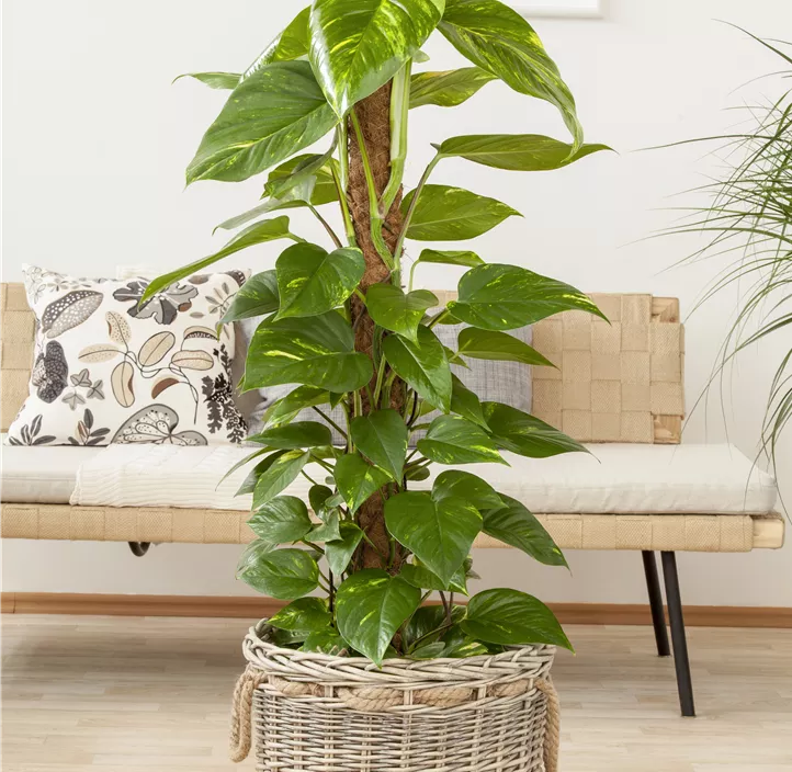Philodendron Philodendron