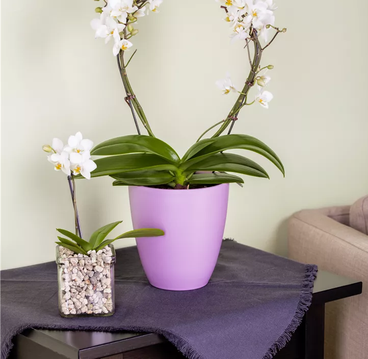 Schmetterlingsorchidee Schmetterlingsorchidee