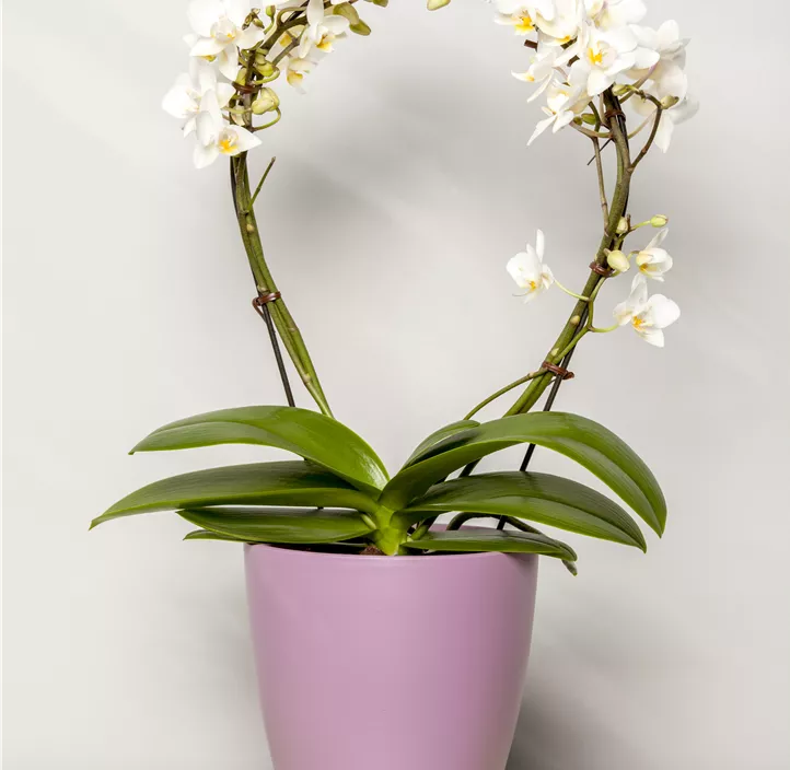 Schmetterlingsorchidee Schmetterlingsorchidee