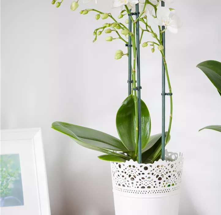 Schmetterlingsorchidee Schmetterlingsorchidee