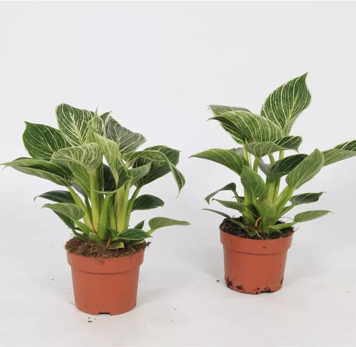 Philodendron 'White Wave' Philodendron 'White Wave'