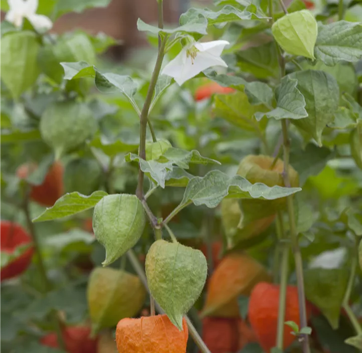 Andenbeere 'Schönbrunner Gold'