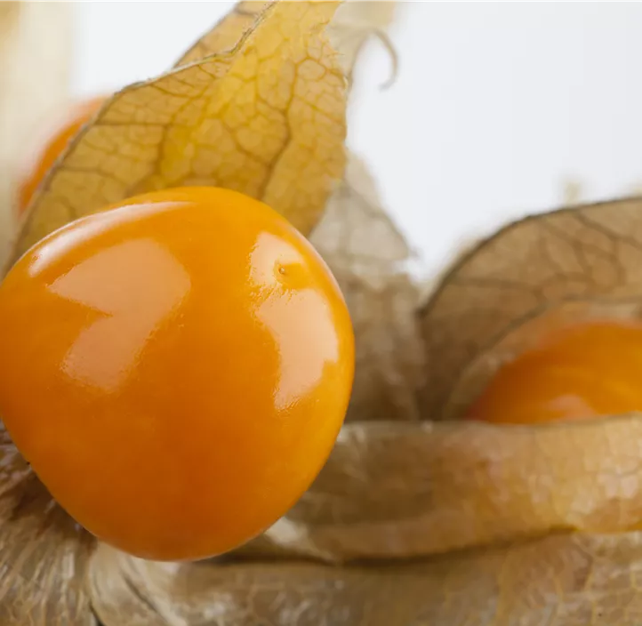 Andenbeere 'Schönbrunner Gold'