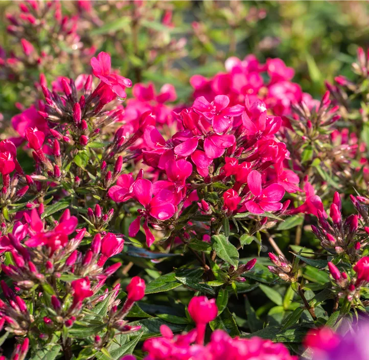 Hohe Garten-Flammenblume 'Flame Red'