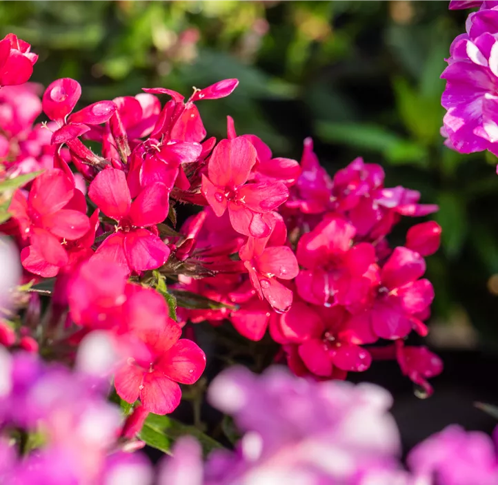 Hohe Garten-Flammenblume 'Flame Red'