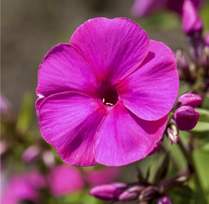 Hohe Flammenblume Hohe Flammenblume