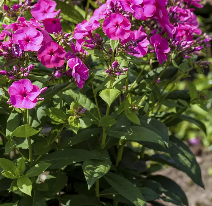 Hohe Flammenblume Hohe Flammenblume