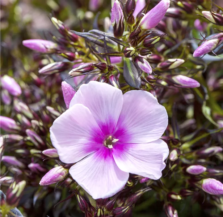 Hohe Flammenblume Hohe Flammenblume