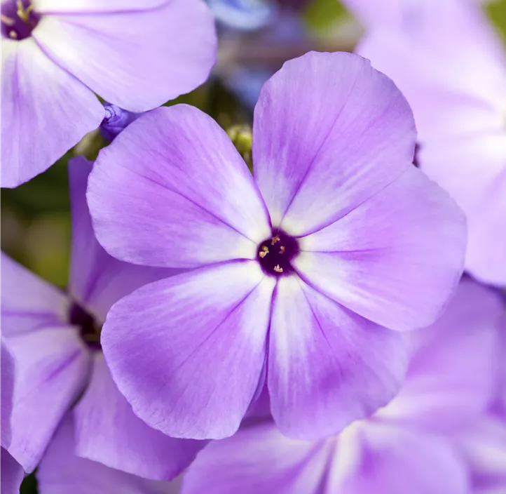 Hohe Flammenblume Hohe Flammenblume