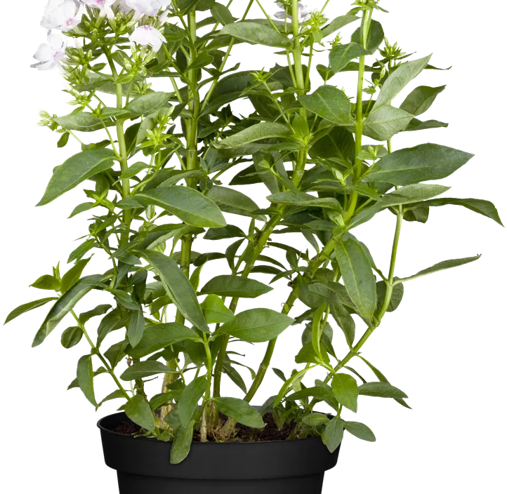 Hohe Flammenblume Hohe Flammenblume